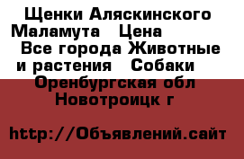 Щенки Аляскинского Маламута › Цена ­ 10 000 - Все города Животные и растения » Собаки   . Оренбургская обл.,Новотроицк г.